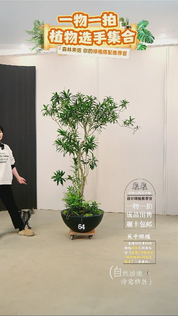 完全开放黑*老桩百合竹栽好带盆一整套送货上门