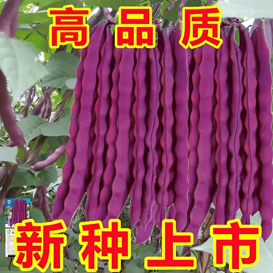 【紫芸豆四季豆种子】四季种植盆栽地栽阳台小院种植