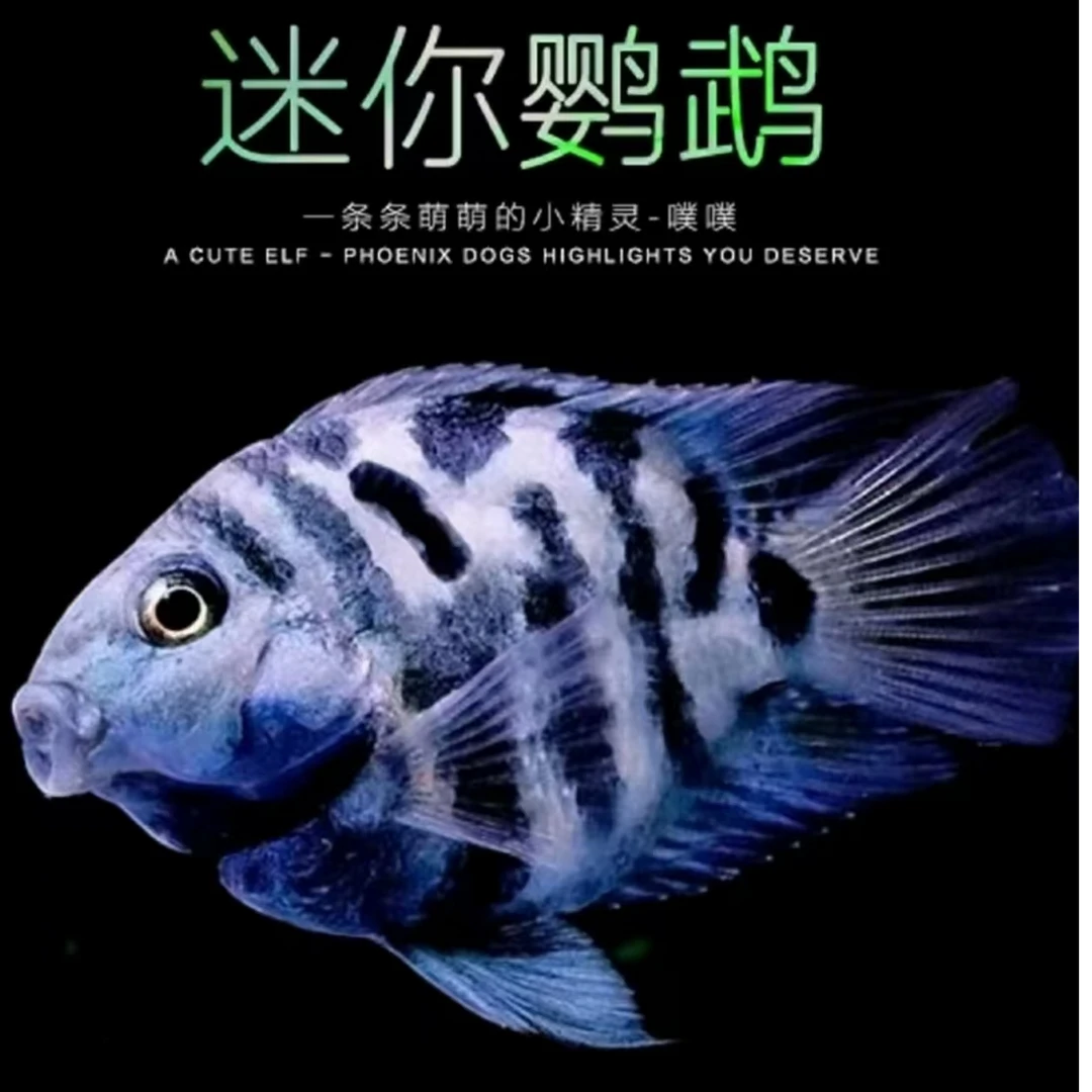精品观赏迷你鹦鹉鱼