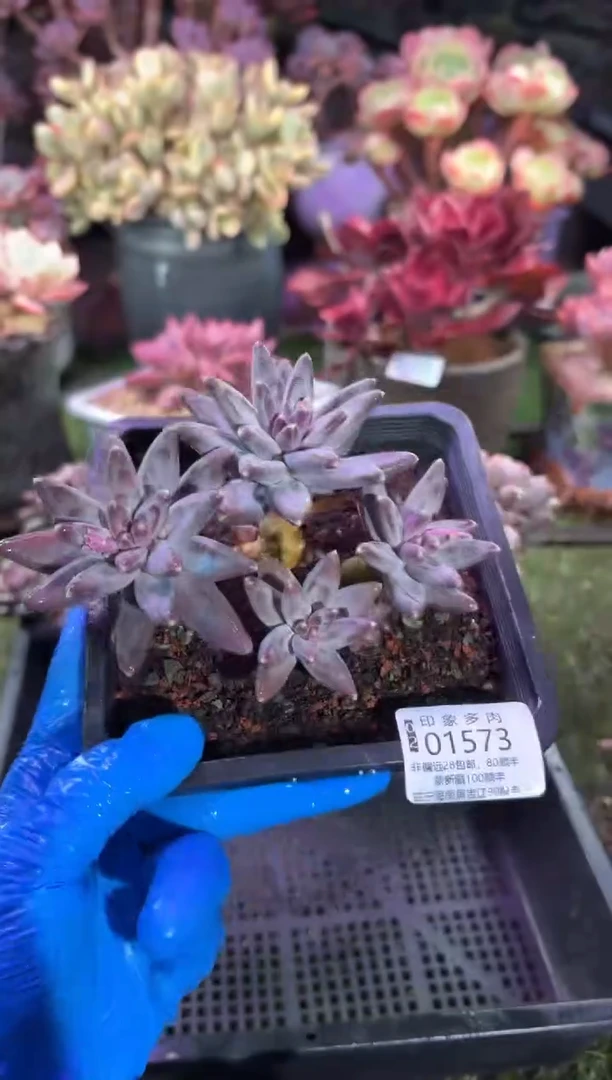 【闪购商品】01573