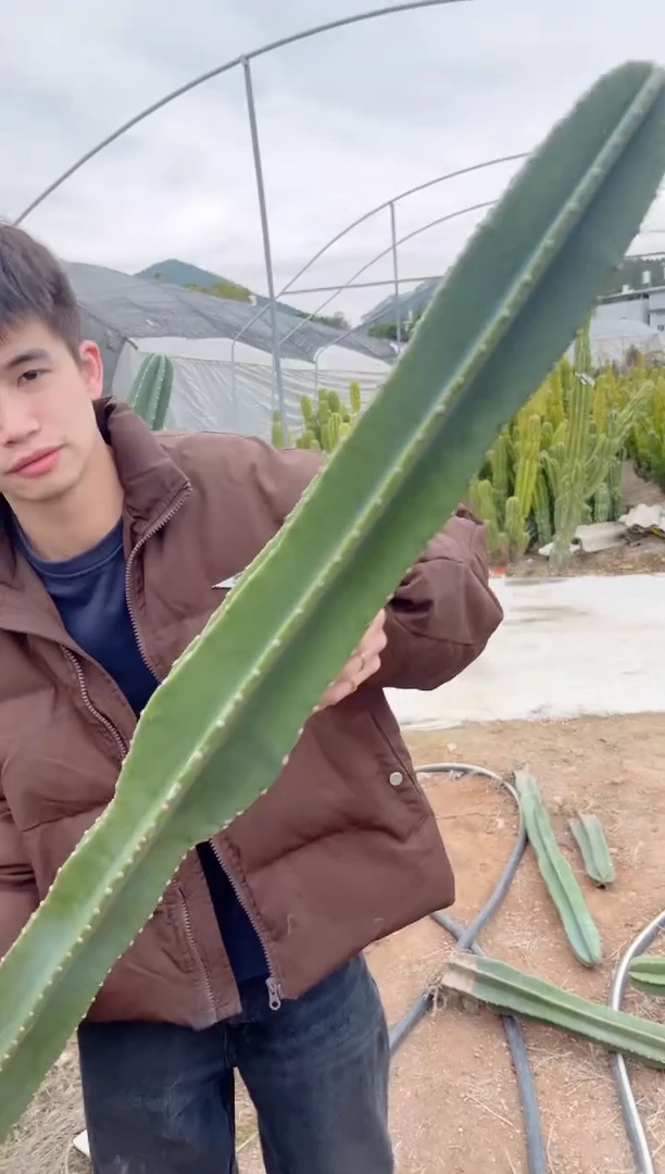 【闪购商品】【带根】100cm 量天尺