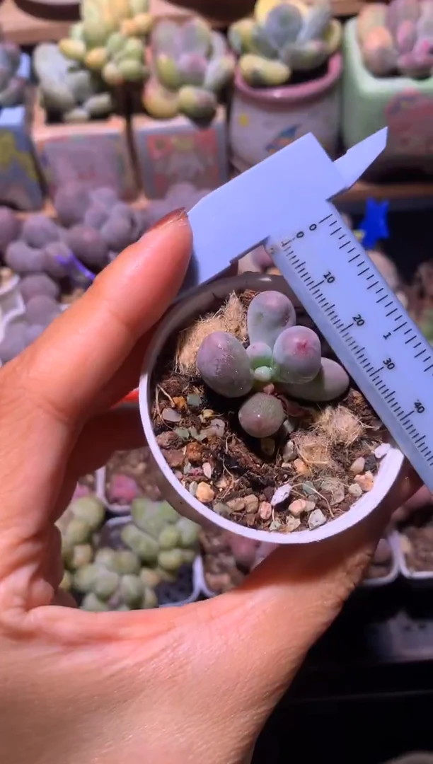 米可叶插苗，满28包邮，不满发一个叶片到付