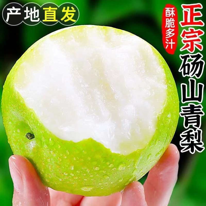 明天达【买五斤送五斤】正宗砀山青皮蜜梨当季水果大果现摘现发安徽省