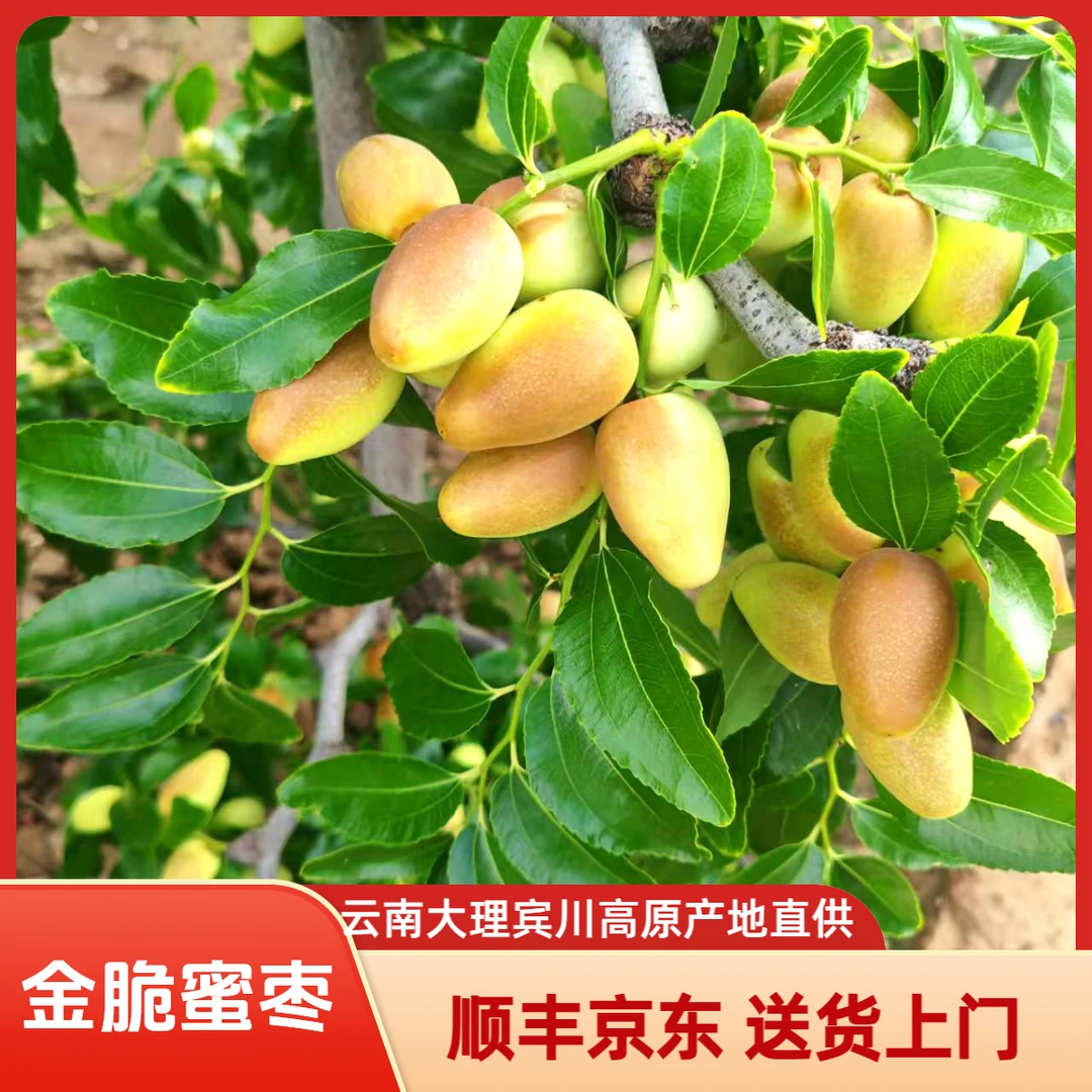 【顺丰京东】【金脆蜜枣】云南高原大理宾川子弹蜜枣鸡心枣脆清甜汁少