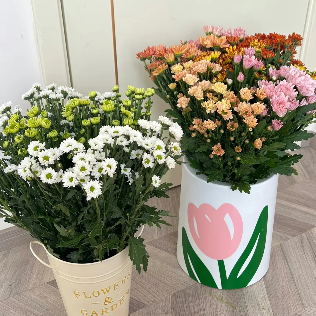 花期超长小雏菊5枝
