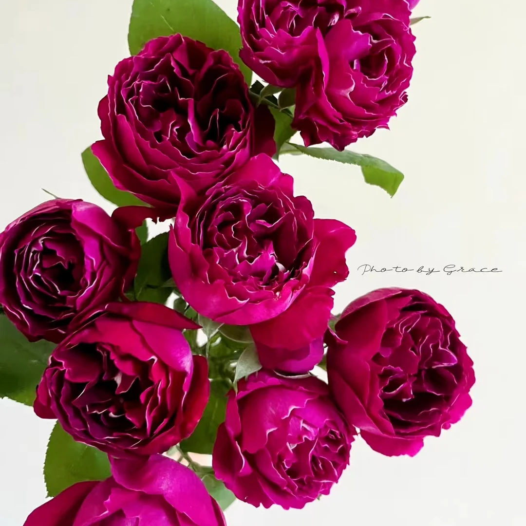 藤本月季【紫袍玉带】高颜值紫色浓香藤本月季盆栽苗庭院月季花苗