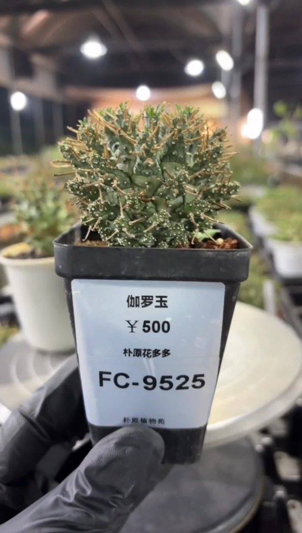 俱利伽罗玉FC-9525