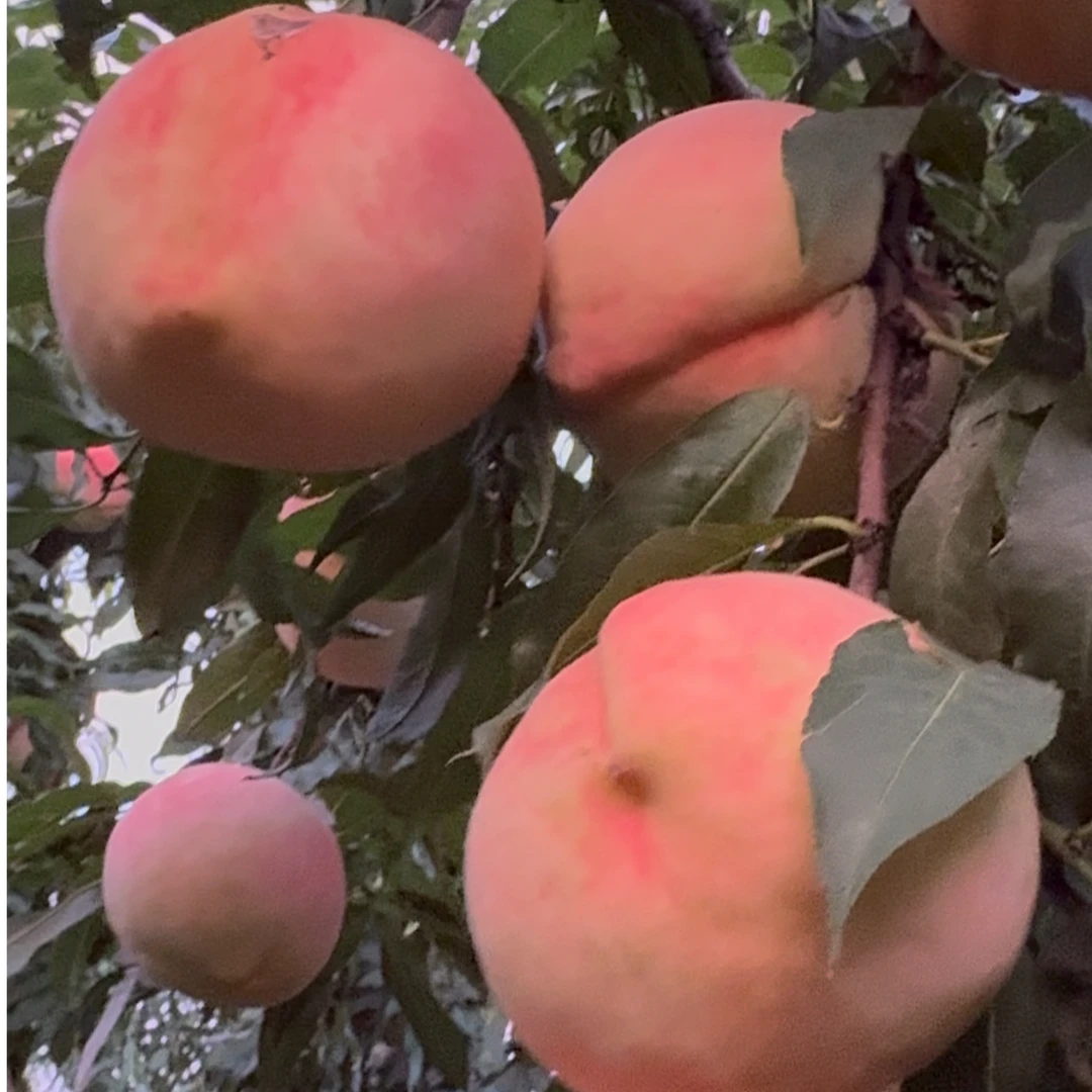 【汇峰农场】白秋仙水蜜桃净重5斤和8斤装（±2两）新鲜现摘京东包邮