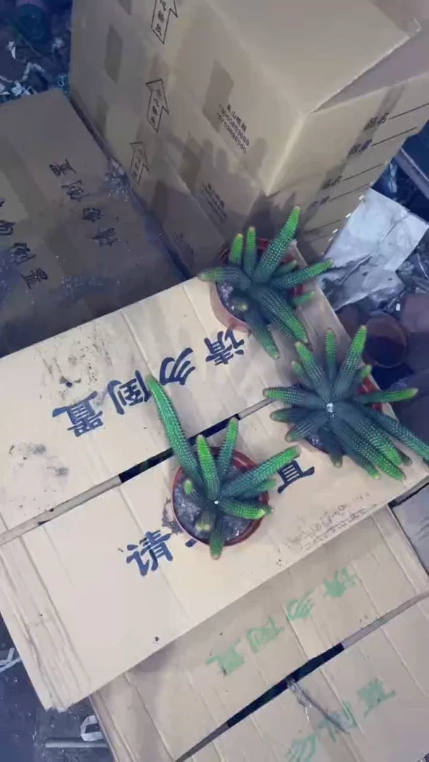 多头 垂钓金妞【带根】