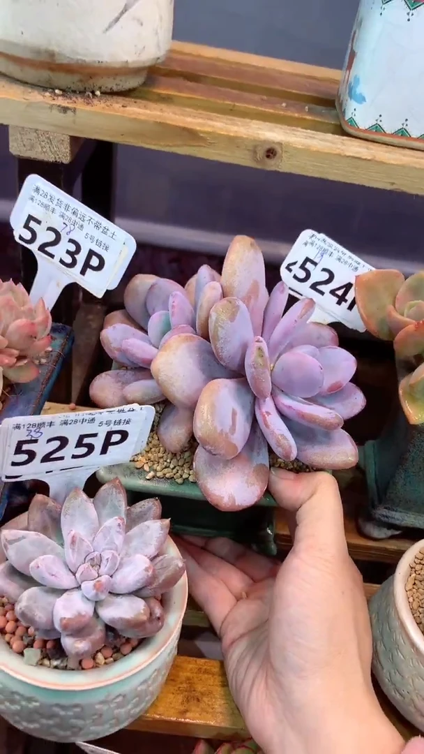 524P  (一物一拍实付满28发货，默认不带盆土）