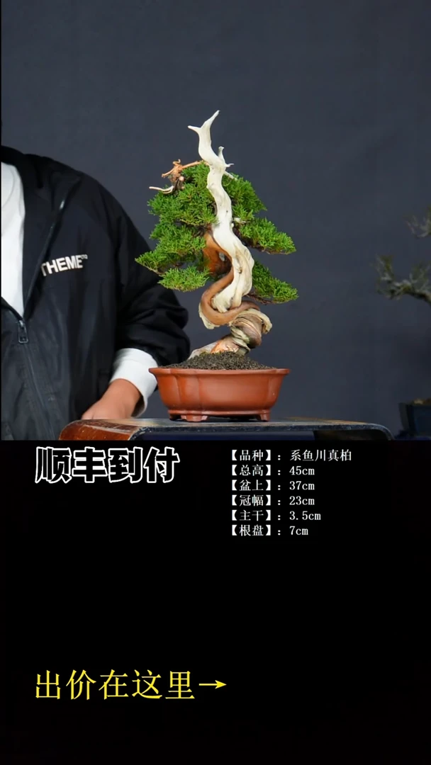 无花朵系鱼川真柏bubaoyou