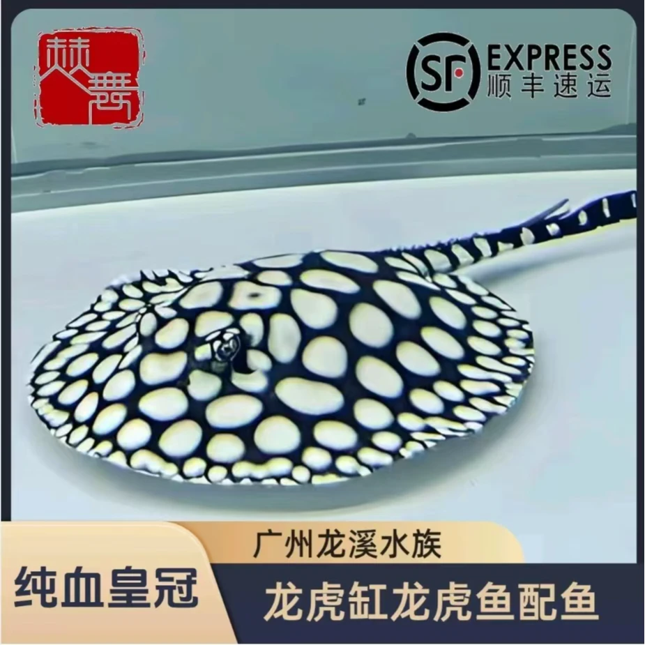 赫舞甄选  皇冠黑白皇冠黑金魟鱼白子黑帝王地毯鱼热带中型淡水鱼