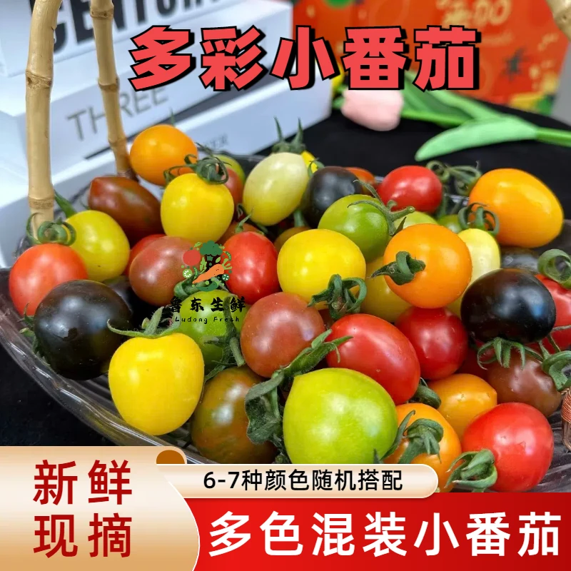 【爆汁小番茄】多彩圣女果新鲜6-7色小番茄混装酸甜小西红柿现摘