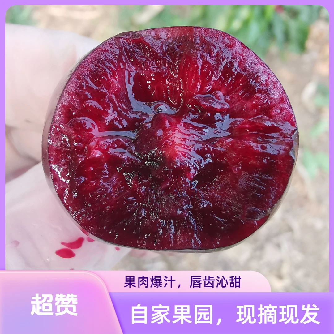 【自家果园】大连美早大樱桃2-5斤2J-5J新鲜现摘顺丰空运