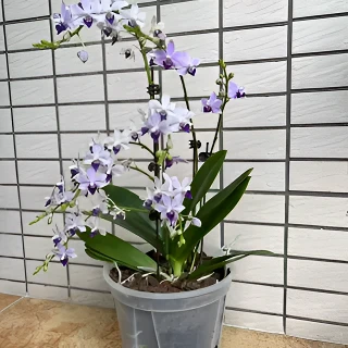 【小茴紫】植成一派珍奇类蝴蝶兰基地直发四季鲜花组盆耐高温好养