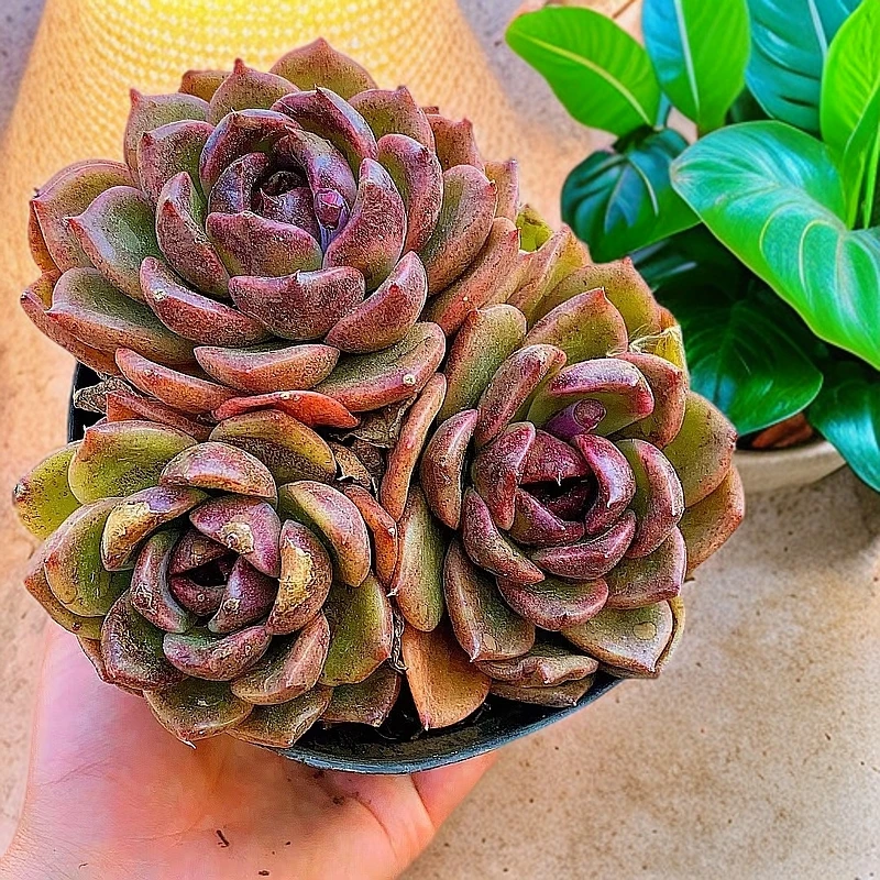 黑水晶玫瑰  3颗 多肉植物【满15包邮】以直播实物为准