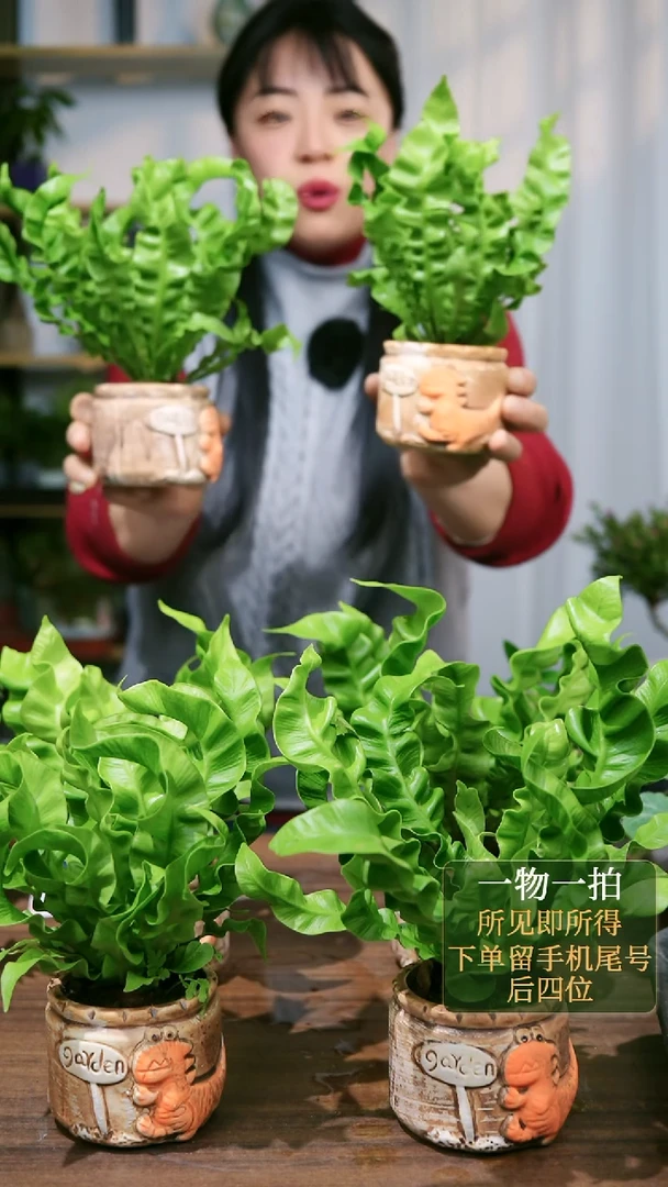 【闪购商品】191火焰鸟巢蕨橙恐龙