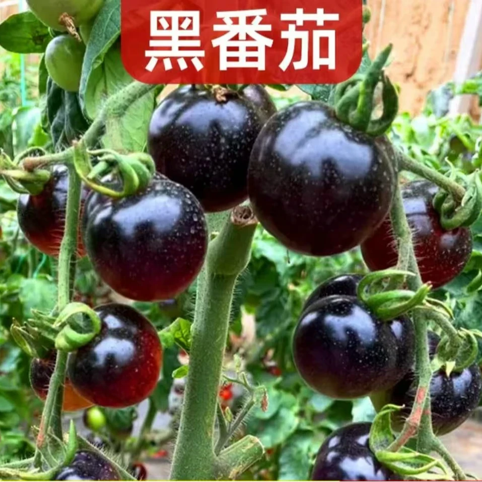 【黑番茄苗】基地直发阳台盆栽小院种植蔬菜种苗番茄苗