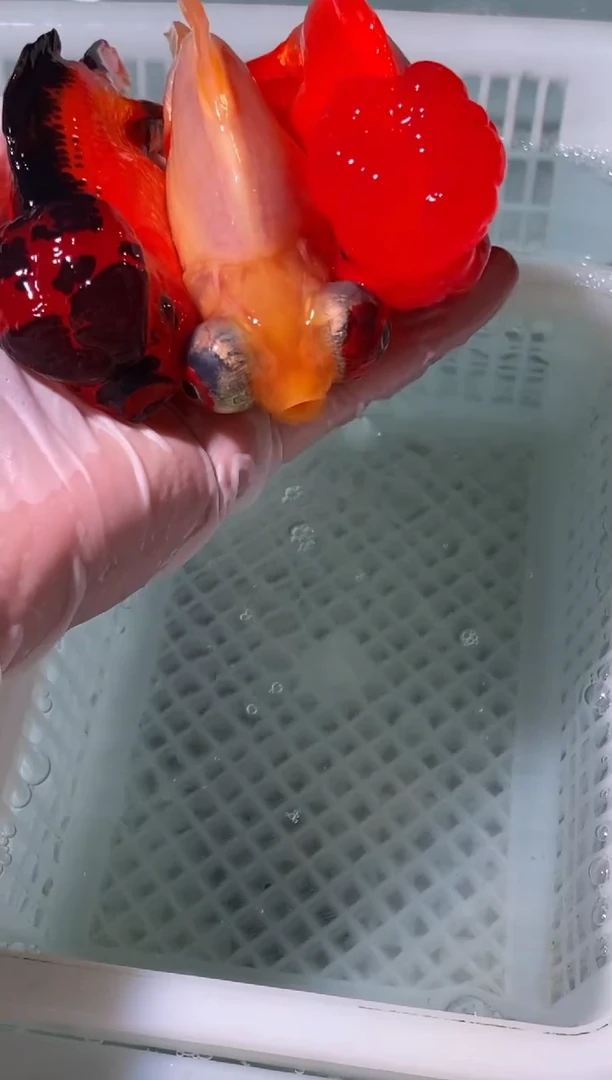 金鱼鱼之源一物一拍链接/无开箱视频不售后3