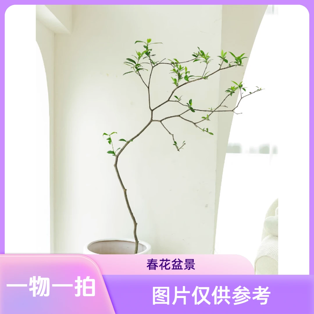 小叶赤楠，春花石斑木，盆景老桩，栀子花（不是熟桩哦，介意者勿拍）