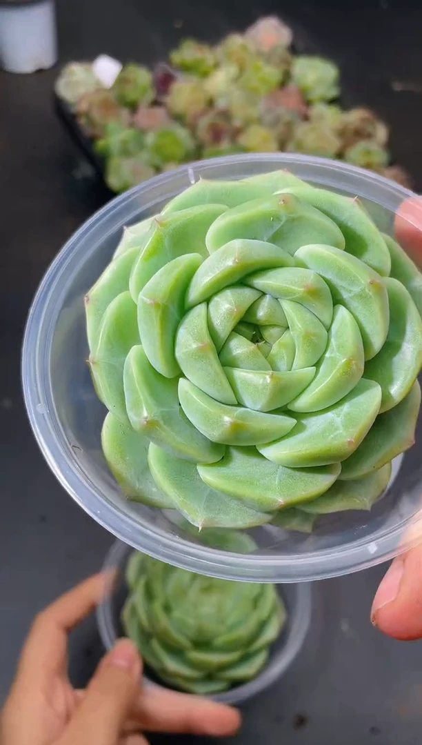 527翡冷翠量拍发一颗