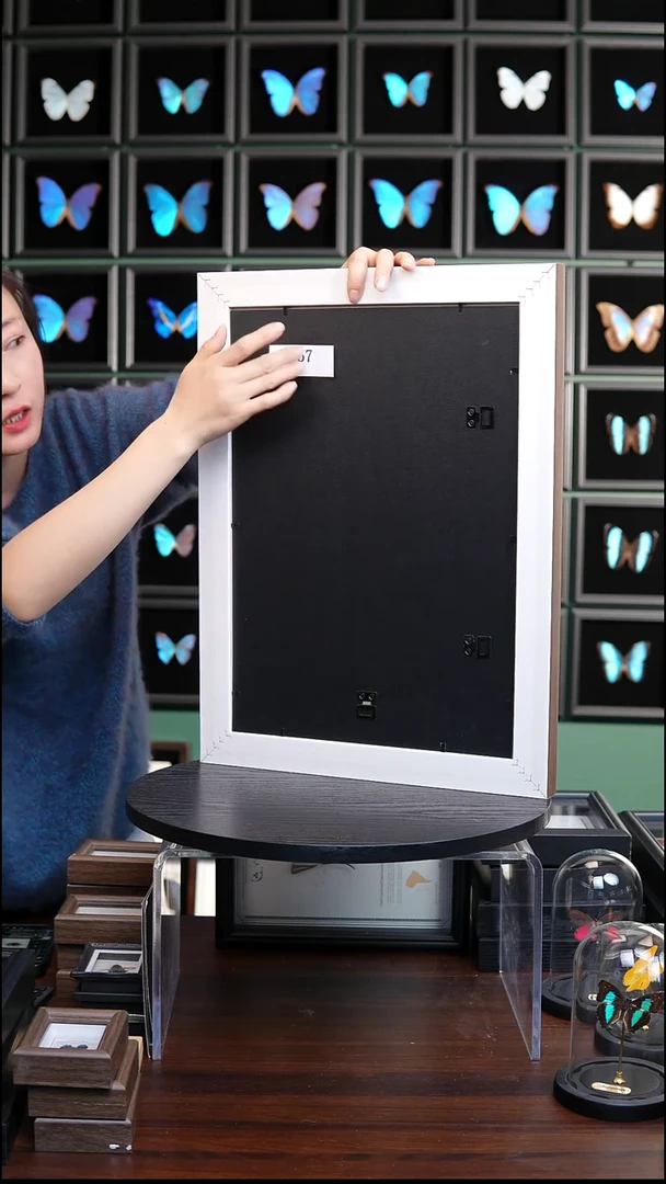 蝴蝶标本摆件竞拍H957