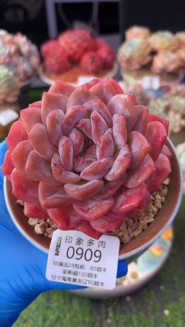 昆明印象多肉0909
