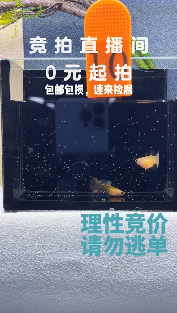 孔雀鱼黄肉蓝礼服玻璃猫短体一对编号10