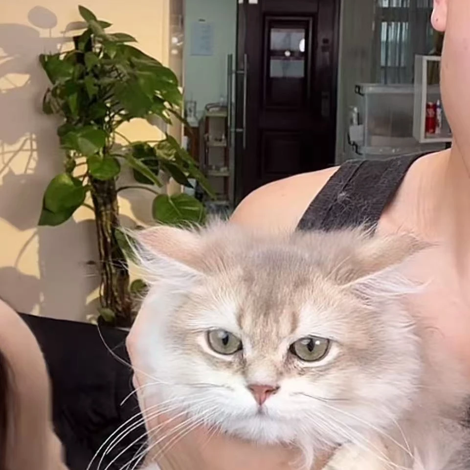 来了姊妹-蓝金英长猫-妹妹-t03