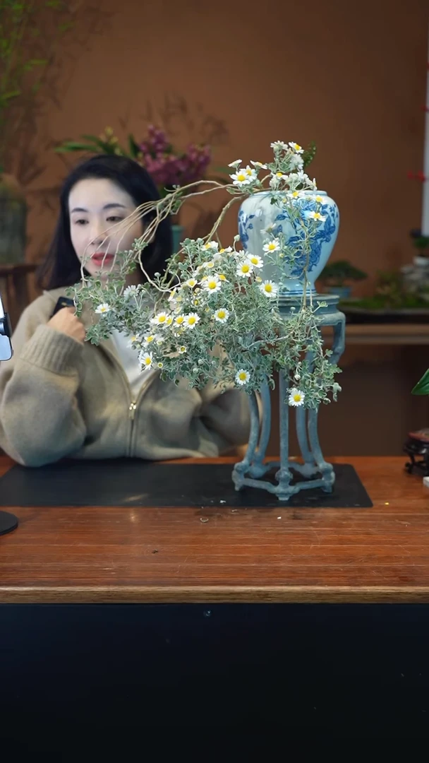 全部花朵雅菊盆景盆景盆景