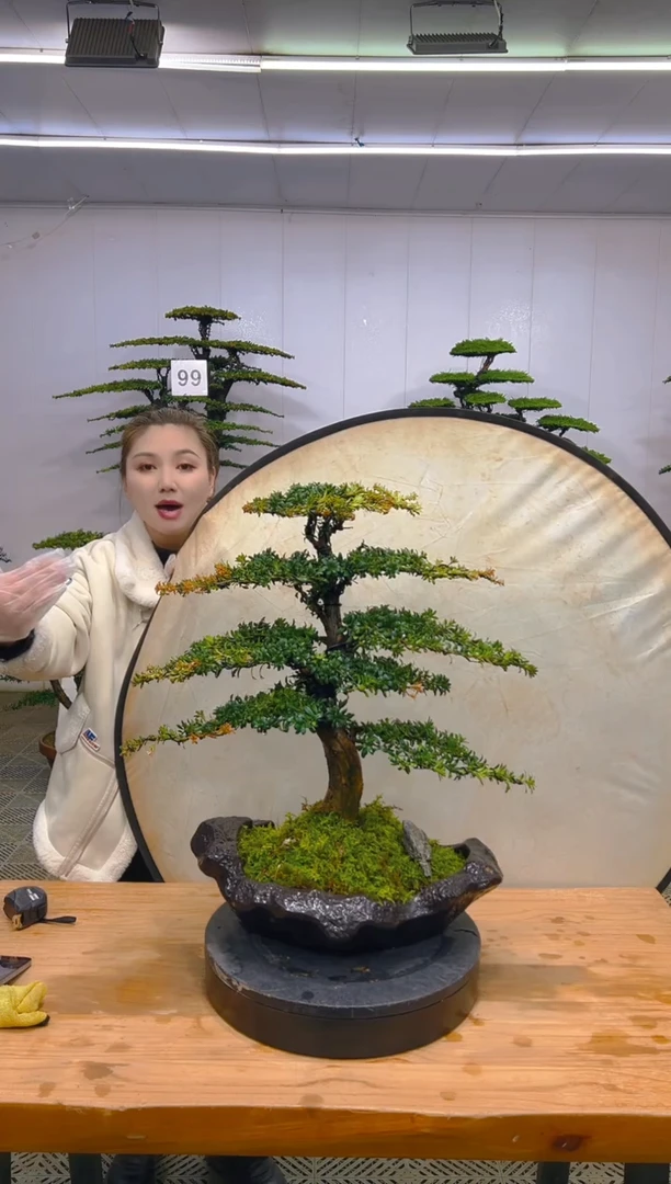 无花朵高端盆景一物一拍