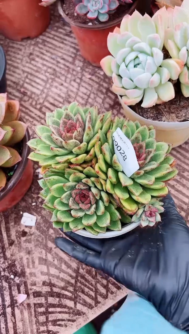 两*多肉植物一物一拍09028