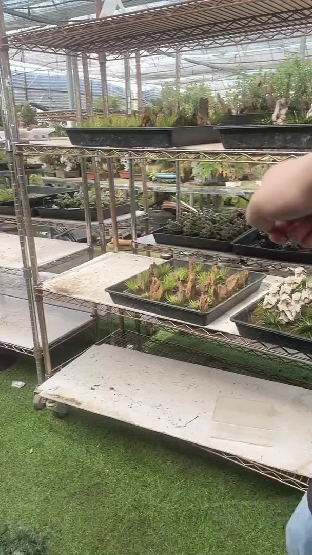 无花朵紫砂蓝盆 松皮石菖蒲盆景
