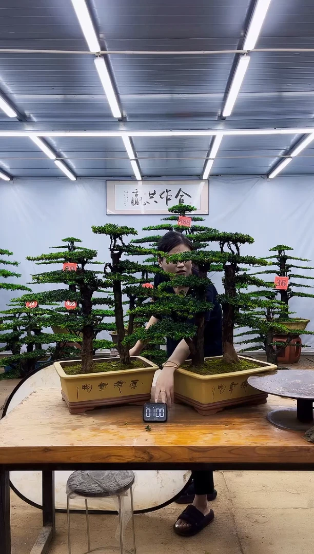 无花朵一物一拍，所见即所得