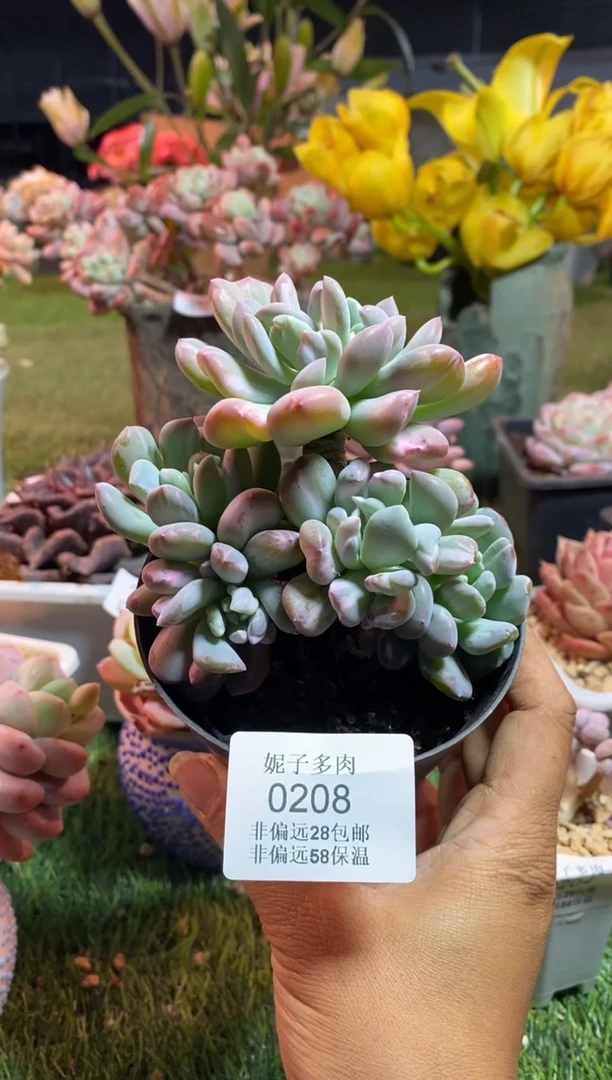 【闪购商品】0208a