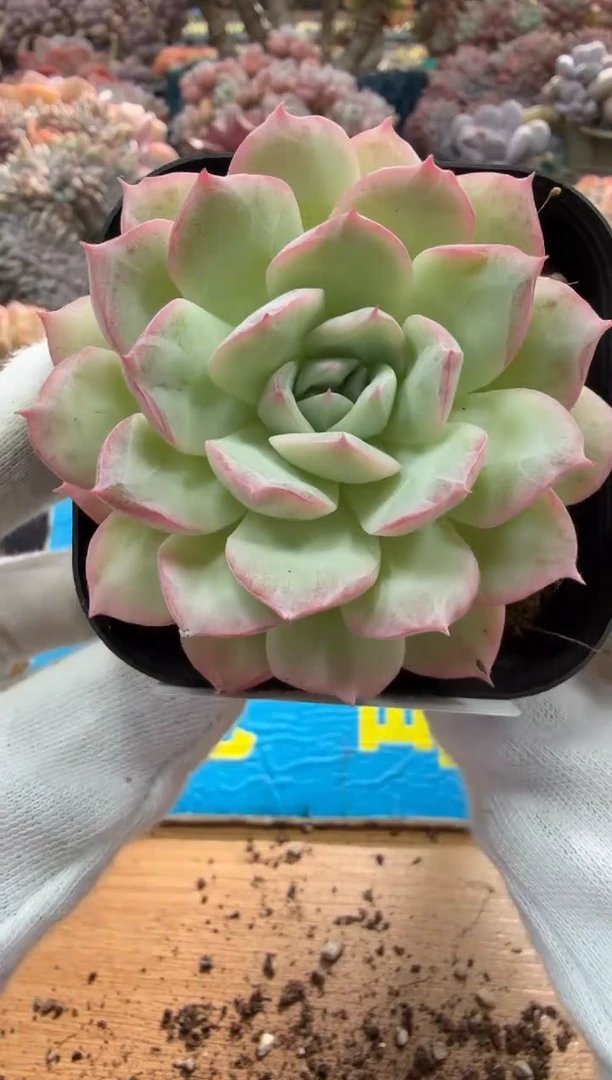 东云多肉园二店-261