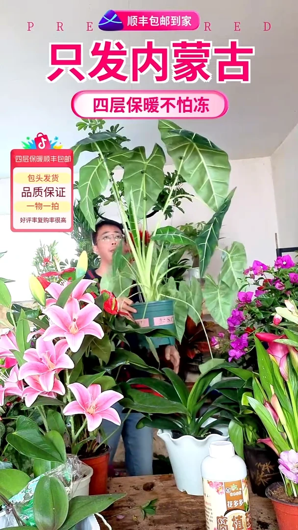 完全开放大盆路天鹅