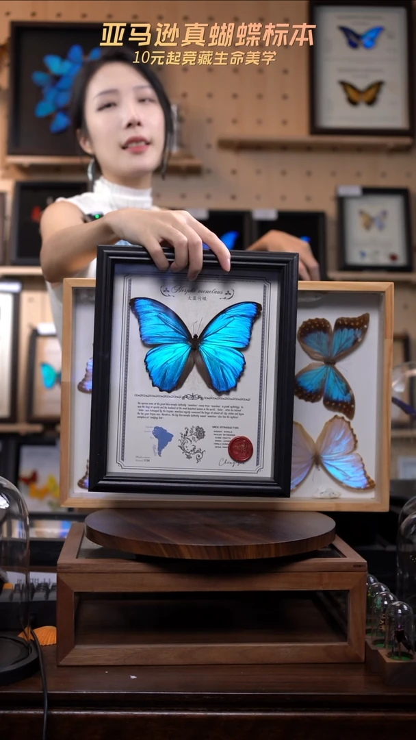 大蓝闪蝶豪华版10寸欧式框（带证书）