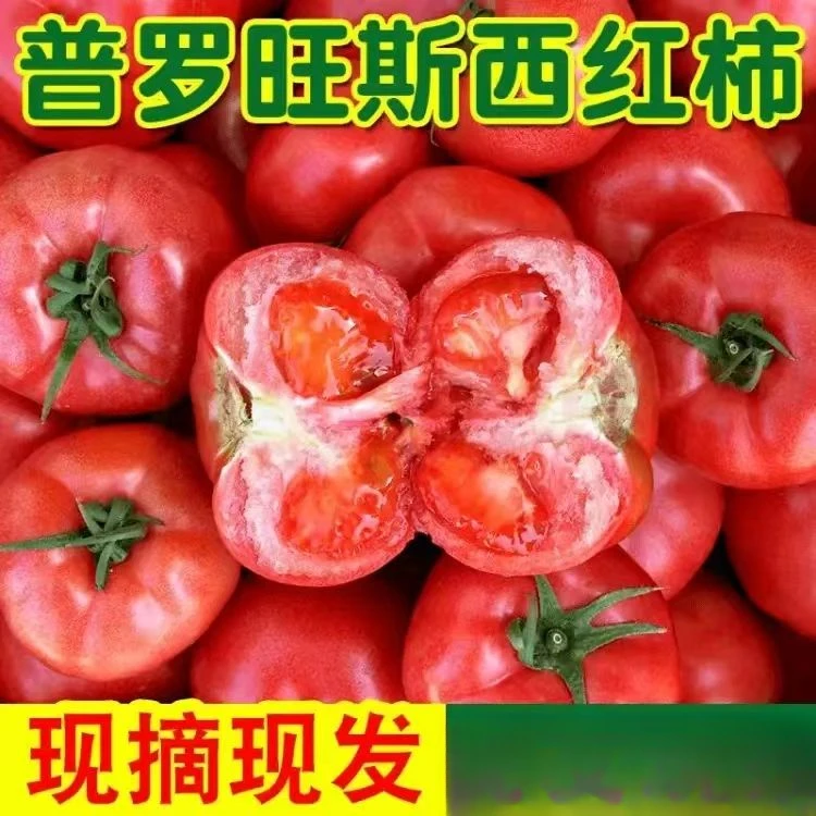 攀枝花露天沙瓤西红柿新鲜番茄现摘生吃水果小番茄自然熟大果批发