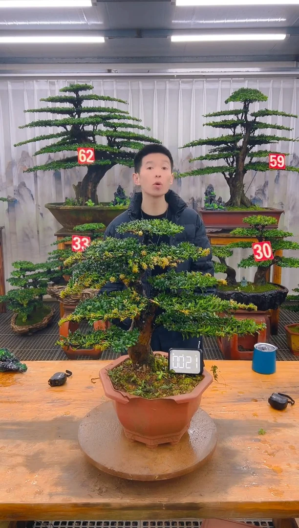 无花朵精品盆景直播间一物一拍