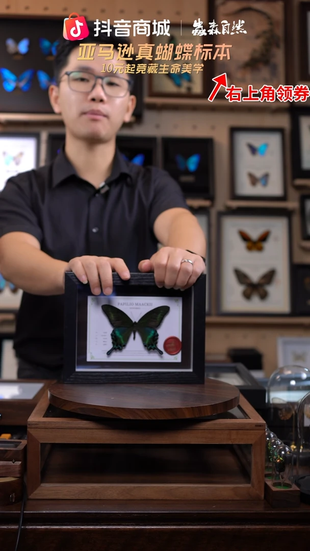 绿带翠凤蝶夏型8寸黑框国风版