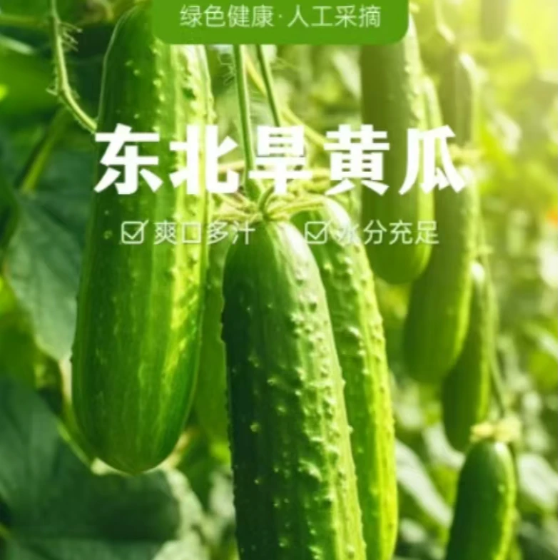 东北正宗旱黄瓜鞍山原产地现采直发可生吃脆蔬菜