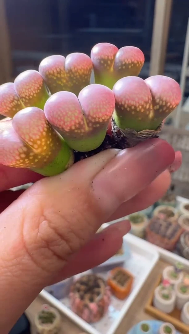 23-76多肉植物肉锥油亮窗2颗