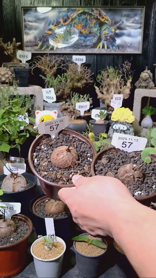 57号1113福利南非龟甲龙买一送一