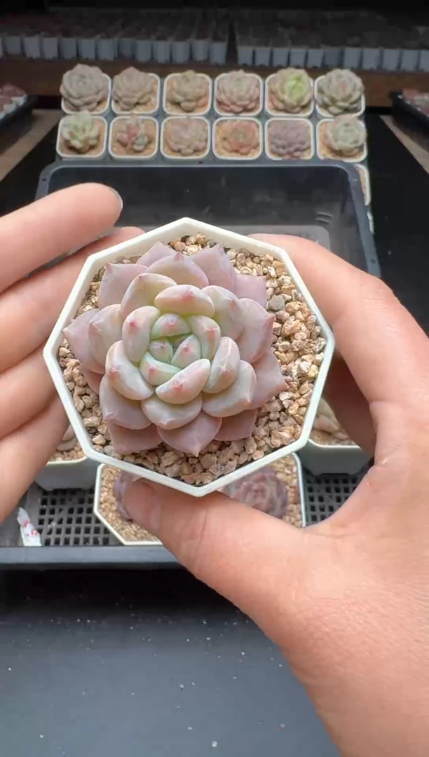 【闪购商品】148号一物一拍珍妮多肉花卉植物3颗起发