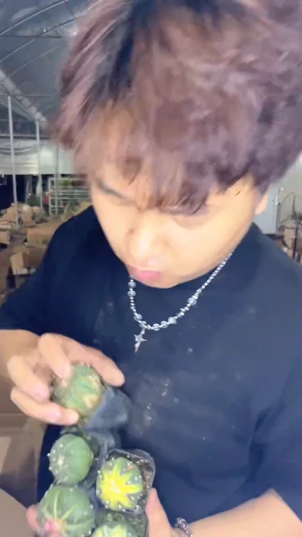 5颗 实生根 星兜 3-5cm