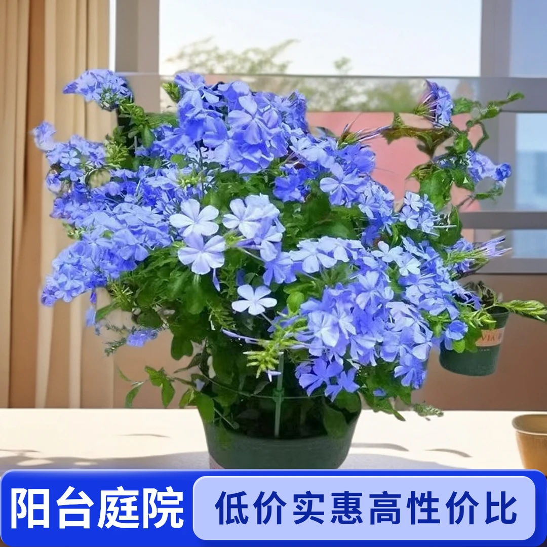 四季绽放蓝雪花大苗盆栽适合室内外阳台庭院种植耐酷暑超大盆大盘