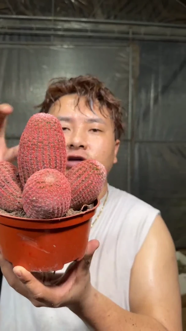 大4头 红太阳【带根】