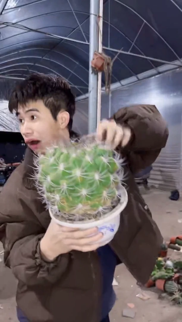 【闪购商品】超大 新天地 17-20cm