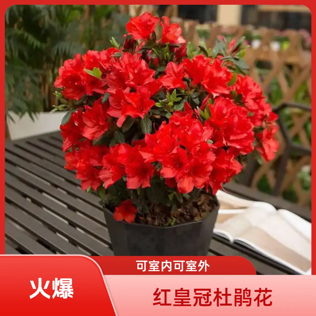 【红皇冠】四季安酷杜鹃花新春必备鸿运当头绿植盆栽好养易活带花苞